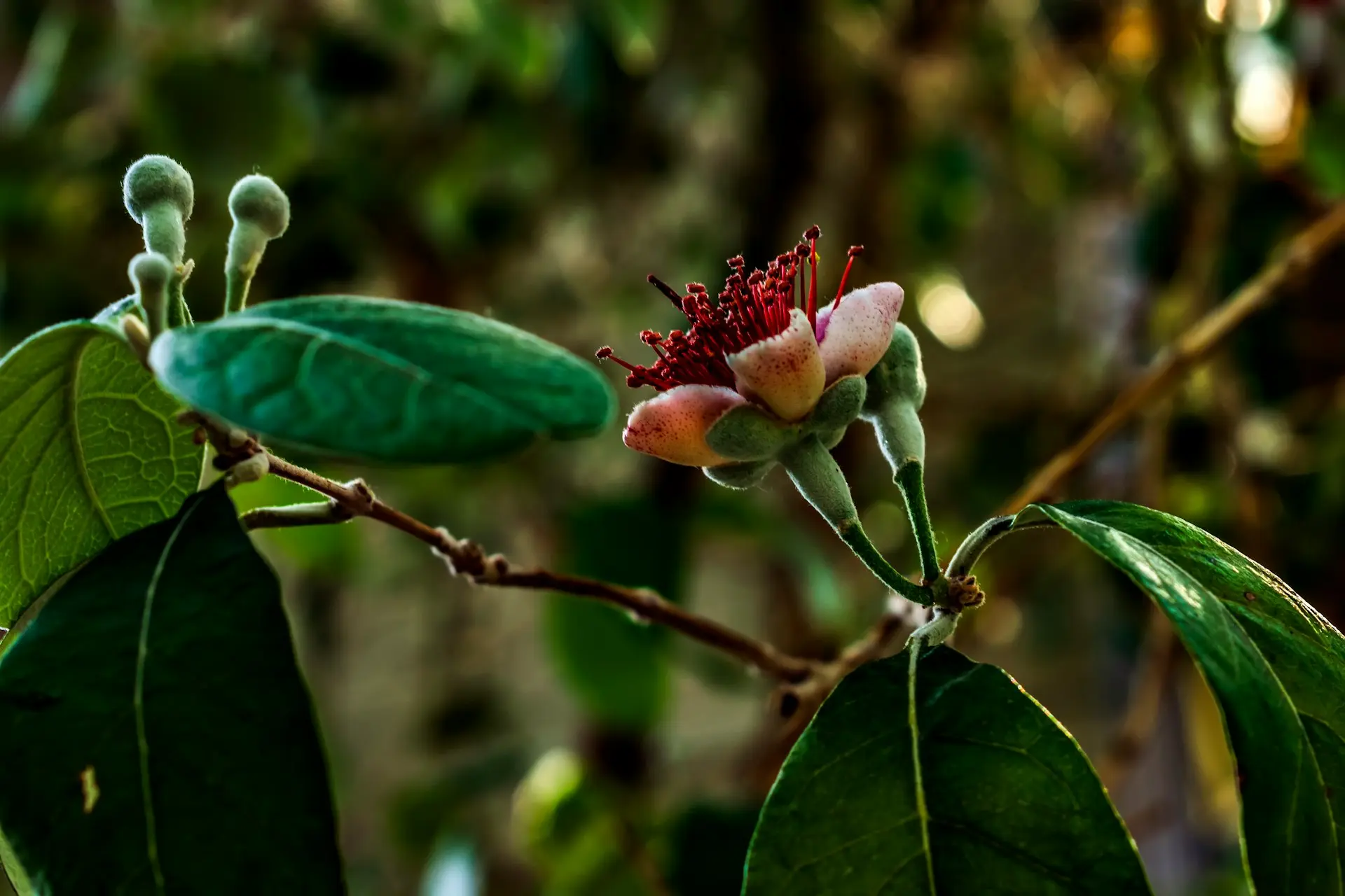 a close up of a flower on a tree branch
